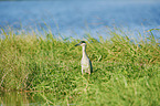 standing Night Heron