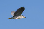 Night Heron