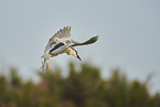 black-crowned night heron