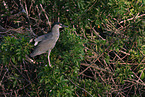 night heron