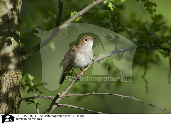common nightingale / THA-04531