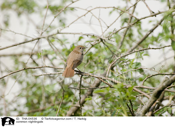 common nightingale / THA-04536