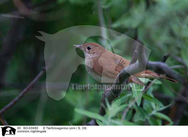 Nachtigall / common nightingale / SO-03490