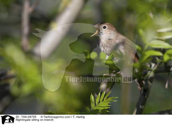 Nachtigall sitzt auf Ast / Nightingale sitting on branch / THA-08795