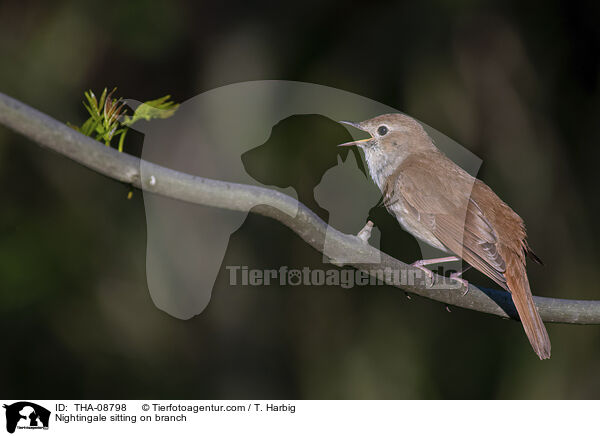 Nachtigall sitzt auf Ast / Nightingale sitting on branch / THA-08798