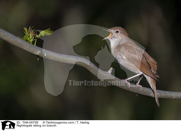 Nightingale sitting on branch / THA-08799