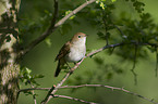 common nightingale