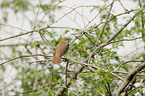 common nightingale