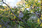 common nightingale