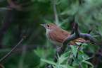 common nightingale