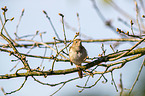 Nightingale sitting on branches