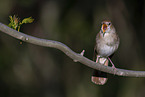 Nightingale sitting on branch