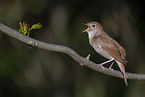 Nightingale sitting on branch