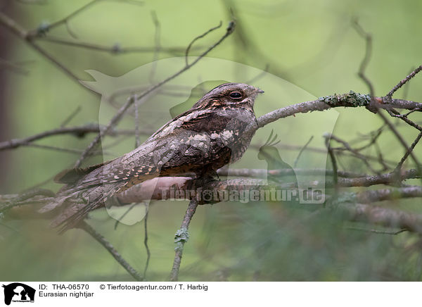 Eurasian nightjar / THA-06570