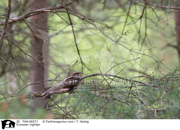 Europischer Ziegenmelker / Eurasian nightjar / THA-06571