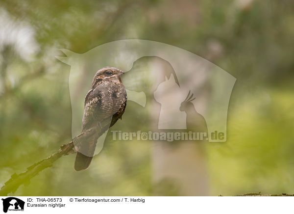 Europischer Ziegenmelker / Eurasian nightjar / THA-06573