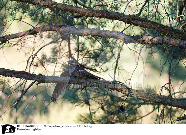 Europischer Ziegenmelker / Eurasian nightjar / THA-09536