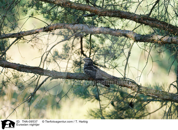 Eurasian nightjar / THA-09537