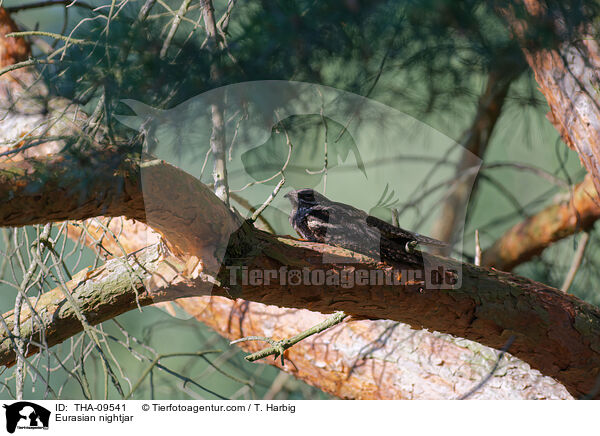 Europischer Ziegenmelker / Eurasian nightjar / THA-09541