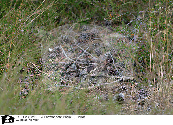Europischer Ziegenmelker / Eurasian nightjar / THA-09543