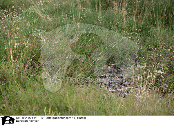Europischer Ziegenmelker / Eurasian nightjar / THA-09544