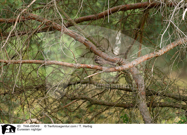 Europischer Ziegenmelker / Eurasian nightjar / THA-09549