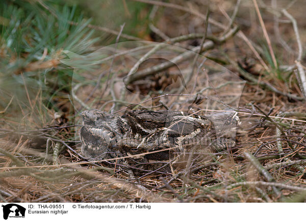 Europischer Ziegenmelker / Eurasian nightjar / THA-09551