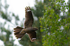 Eurasian nightjar