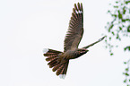 Eurasian nightjar