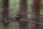 Eurasian nightjar