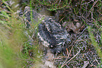 Eurasian nightjar