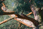 Eurasian nightjar