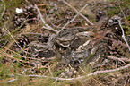 Eurasian nightjar