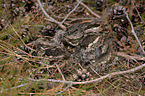 Eurasian nightjar