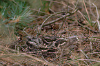 Eurasian nightjar