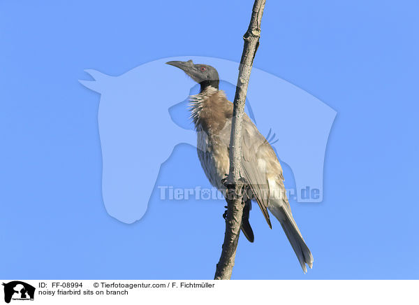 noisy friarbird sits on branch / FF-08994