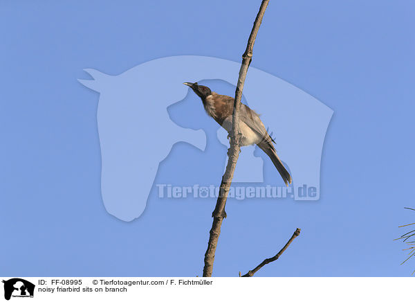 Lrmlederkopf sitzt auf Ast / noisy friarbird sits on branch / FF-08995