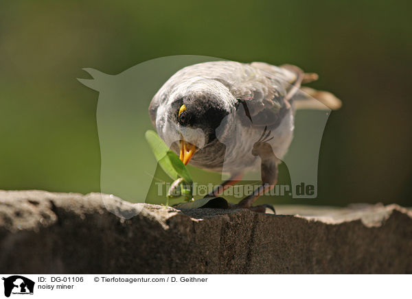Weistirn-Schwatzvogel / noisy miner / DG-01106