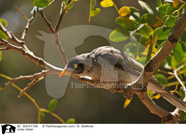 Weistirn-Schwatzvogel / noisy miner / DG-01108