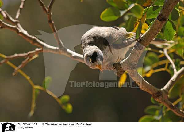 Weistirn-Schwatzvogel / noisy miner / DG-01109