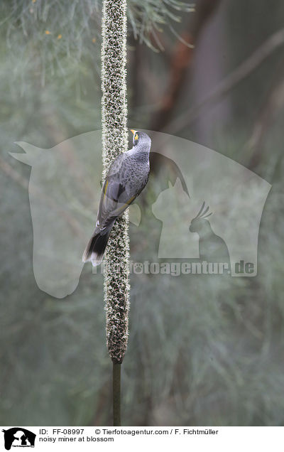 Weistirn-Schwatzvogel an Blte / noisy miner at blossom / FF-08997