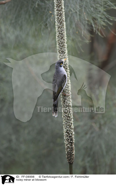 Weistirn-Schwatzvogel an Blte / noisy miner at blossom / FF-08998