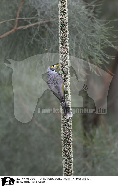 Weistirn-Schwatzvogel an Blte / noisy miner at blossom / FF-08999