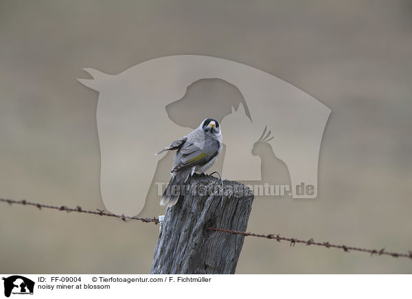 Weistirn-Schwatzvogel an Blte / noisy miner at blossom / FF-09004