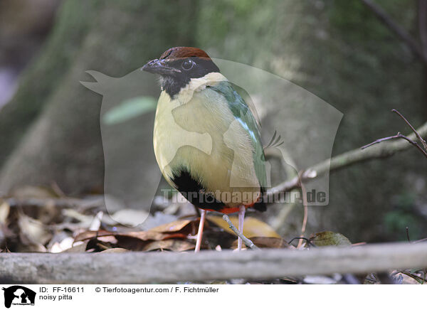 L�rmpitta / noisy pitta / FF-16611