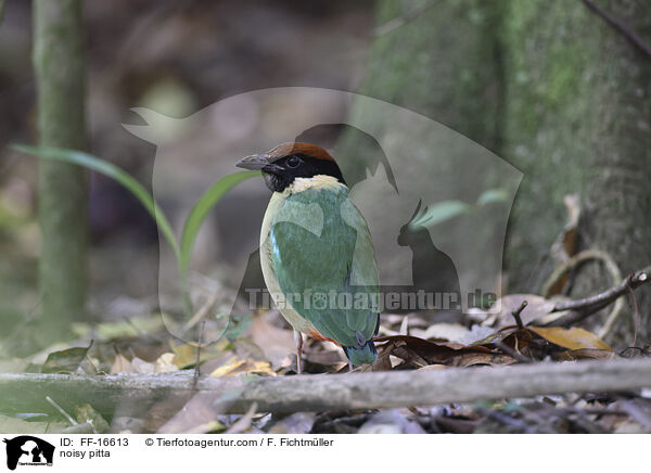 noisy pitta / FF-16613