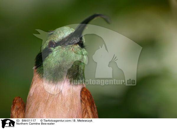 Scharlachspint / Northern Carmine Bee-eater / BM-01117