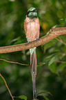 Northern Carmine Bee-eater