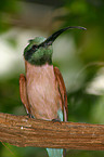 Northern Carmine Bee-eater