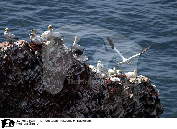 Basstlpel / Northern Gannet / HB-01030